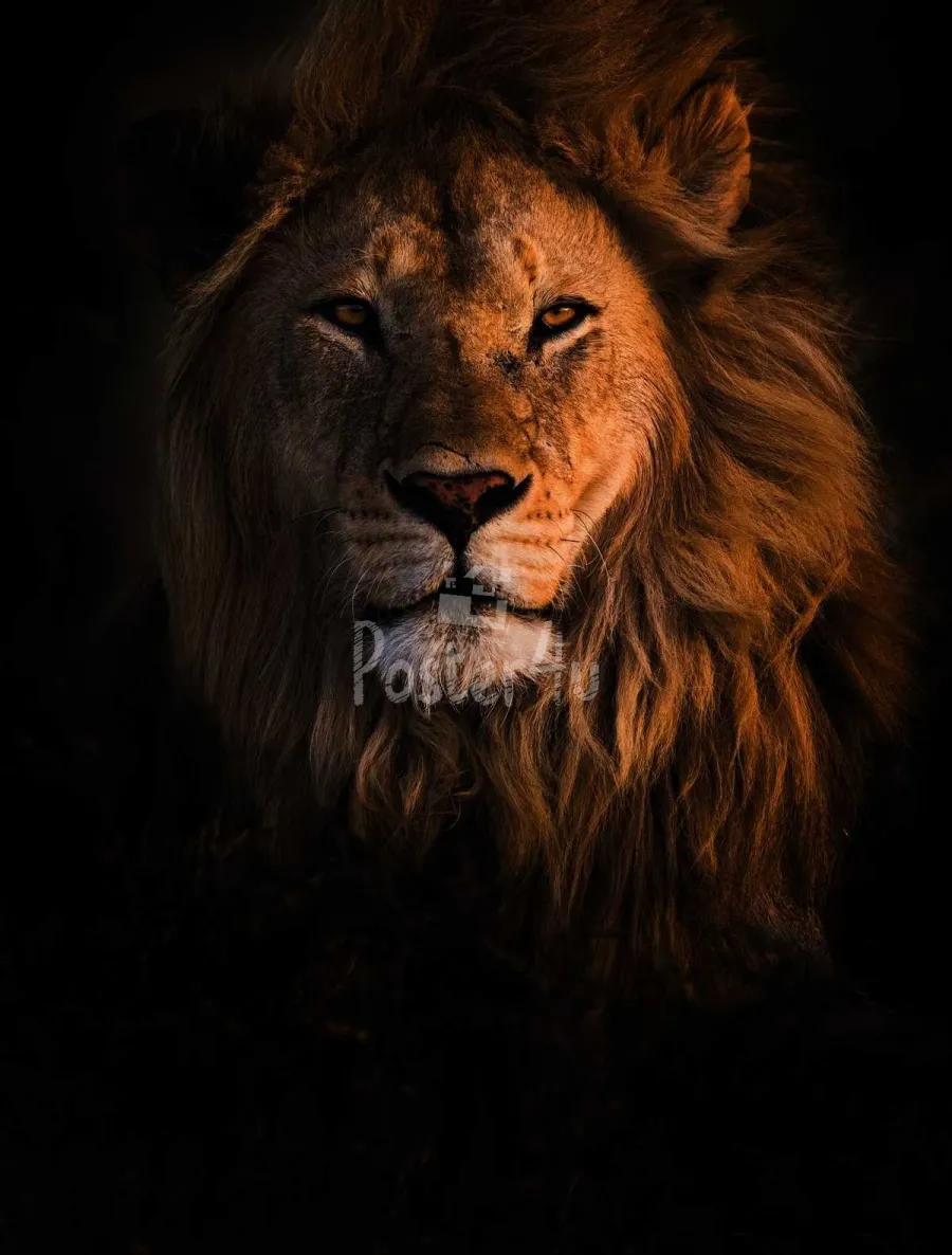 Poster4u - Posters & Printings