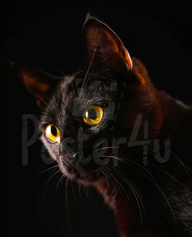 Black Cat Poster4u.gr