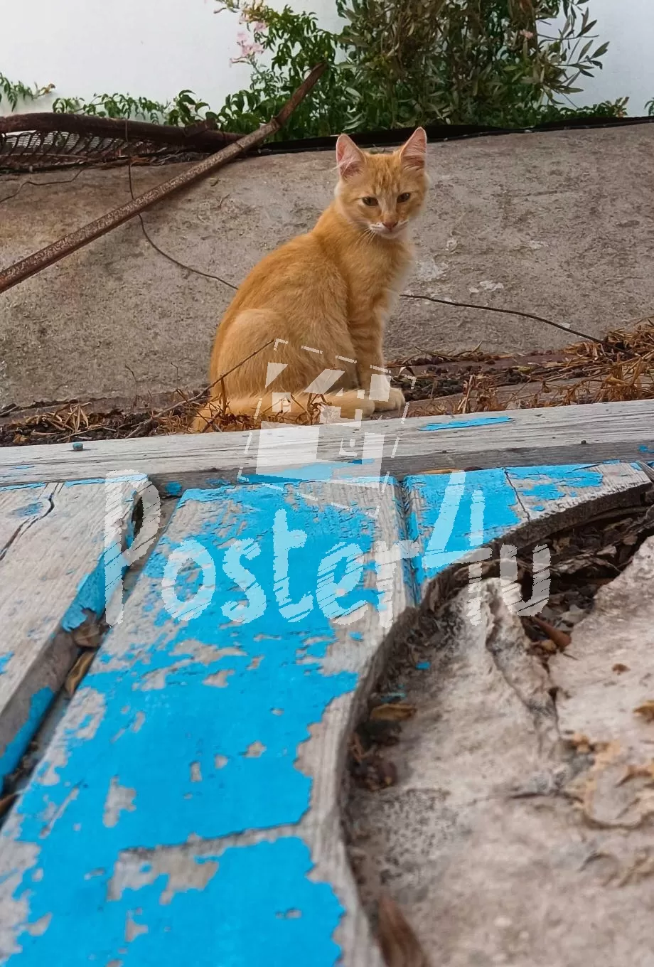 Santorini Stray Cat Poster4u.gr