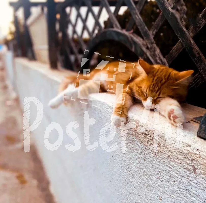 Sleeping Cat Poster4u.gr