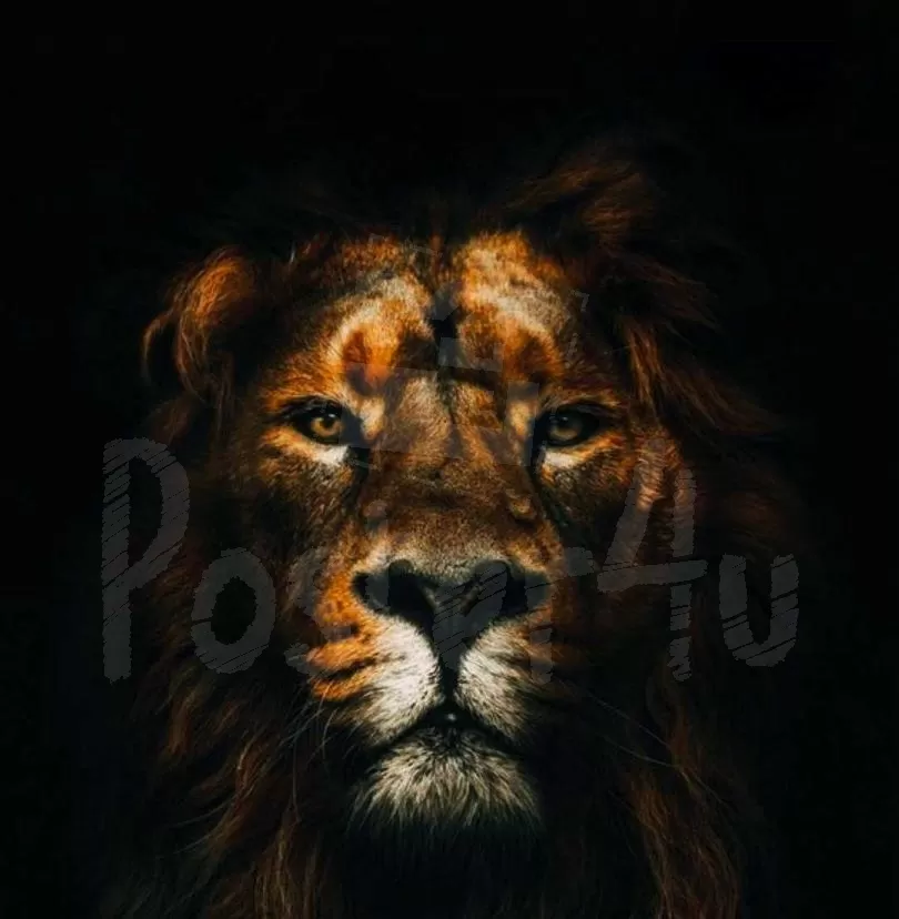Lion Poster4u.gr