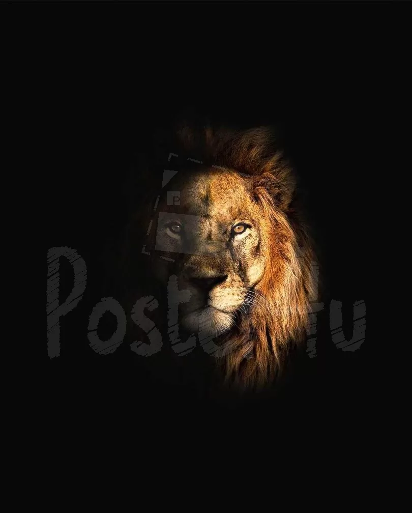 Lion Poster4u.gr